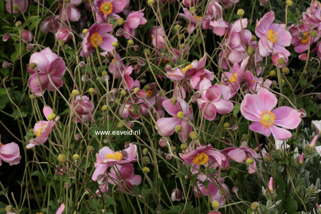 Anemone hybrida 'Koenigin Charlotte'