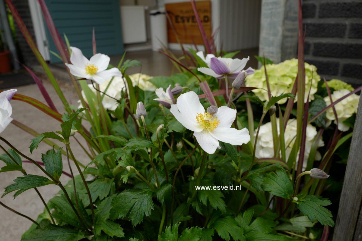 Anemone hybrida 'Wild Swan'