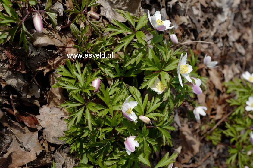 Anemone nemorosa
