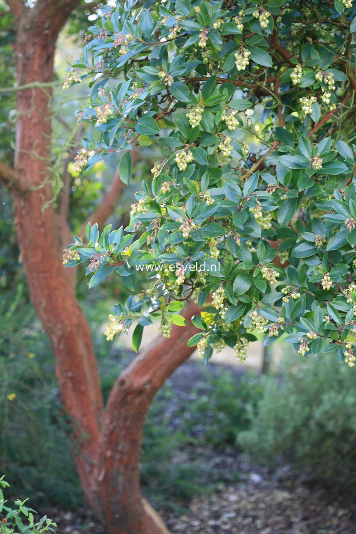 Arbutus andrachne
