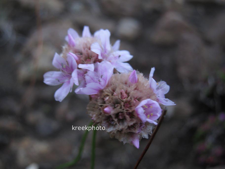 Armeria maritima
