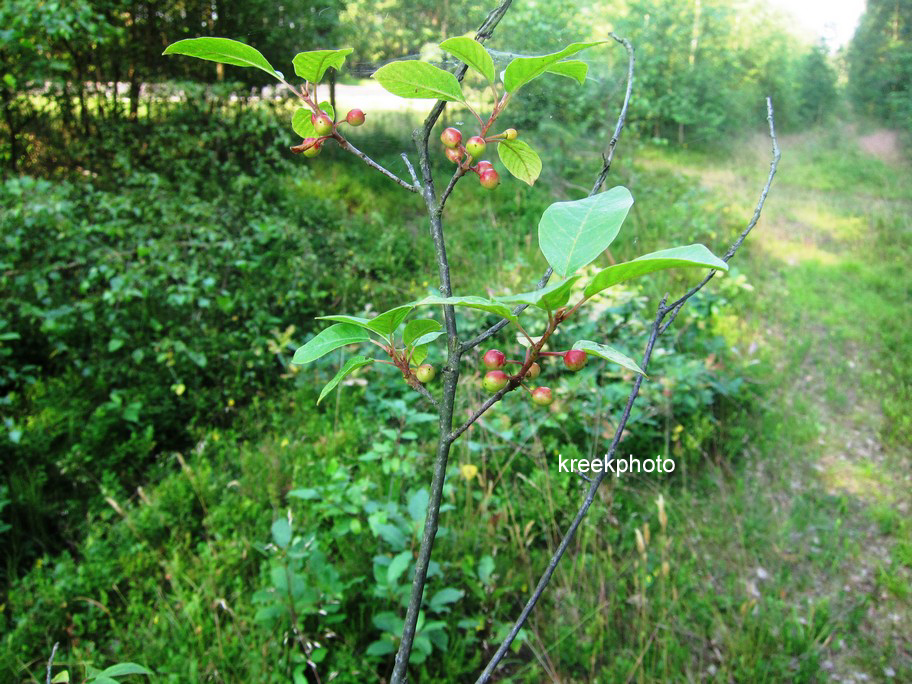 Aronia arbutifolia