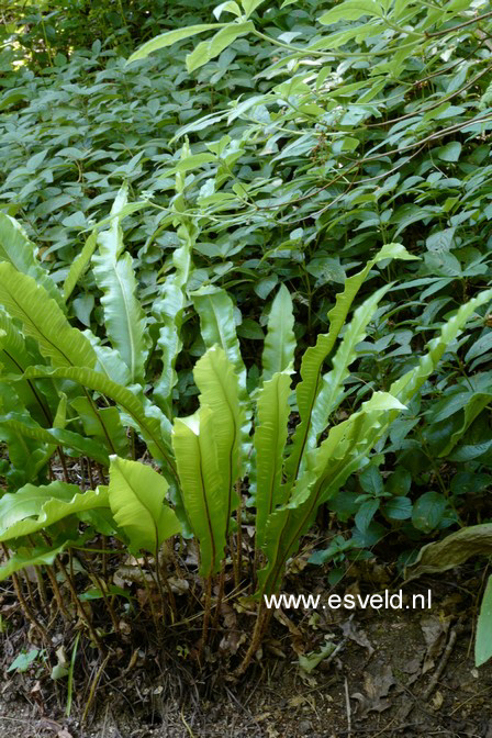 Asplenium scolopendrium