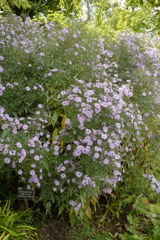 Aster 'Little Carlow'