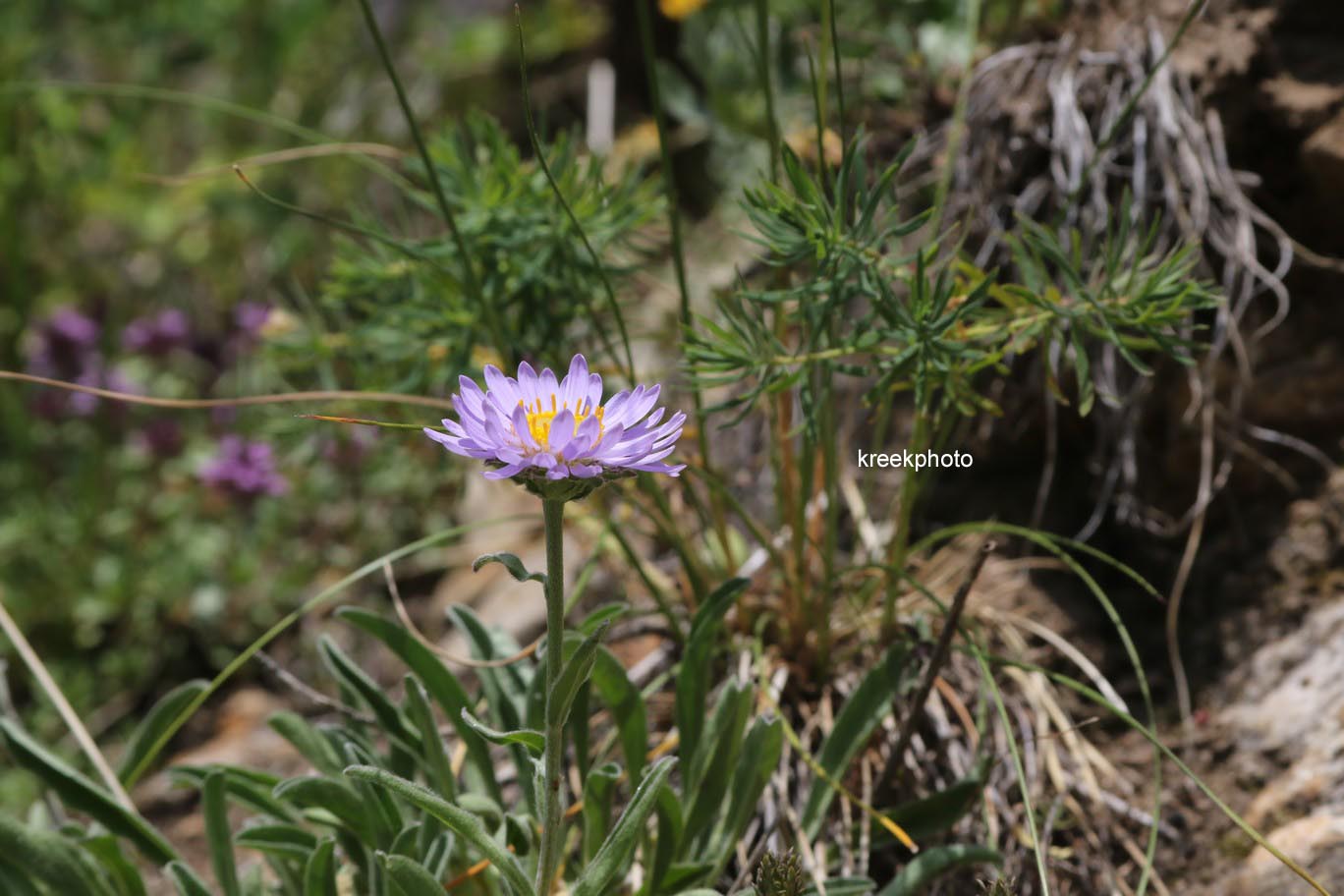Aster alpinus