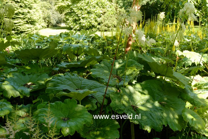 Astilboides tabularis