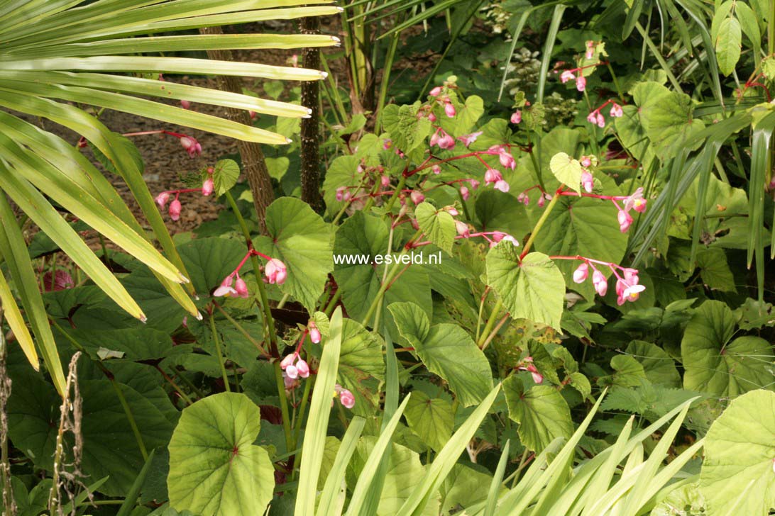 Begonia grandis