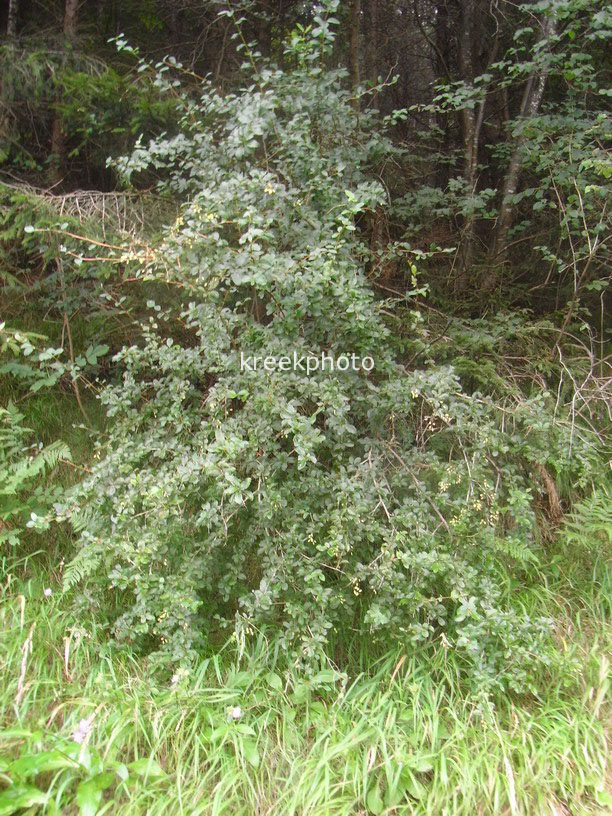 Berberis vulgaris