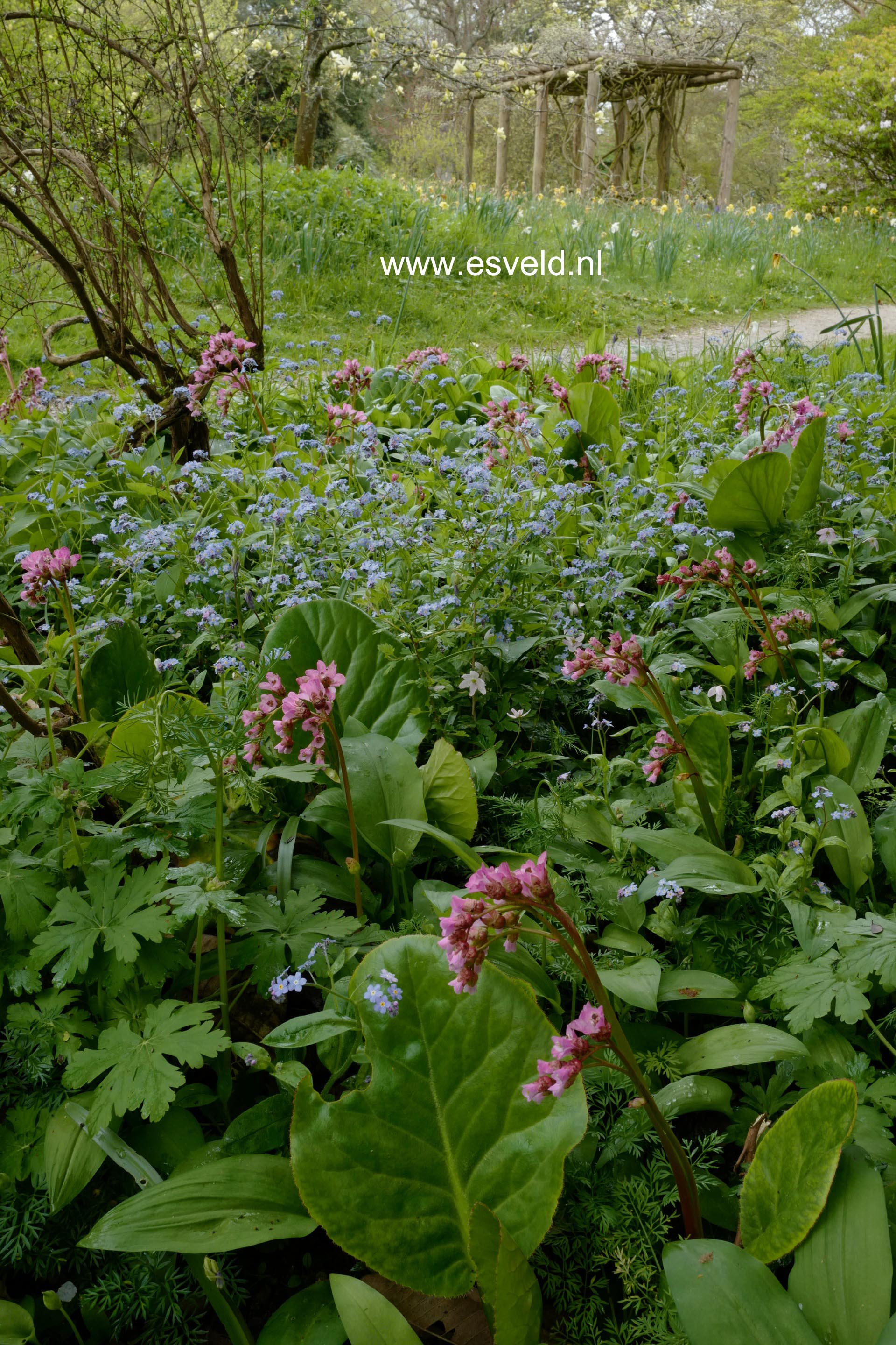 Bergenia cordifolia