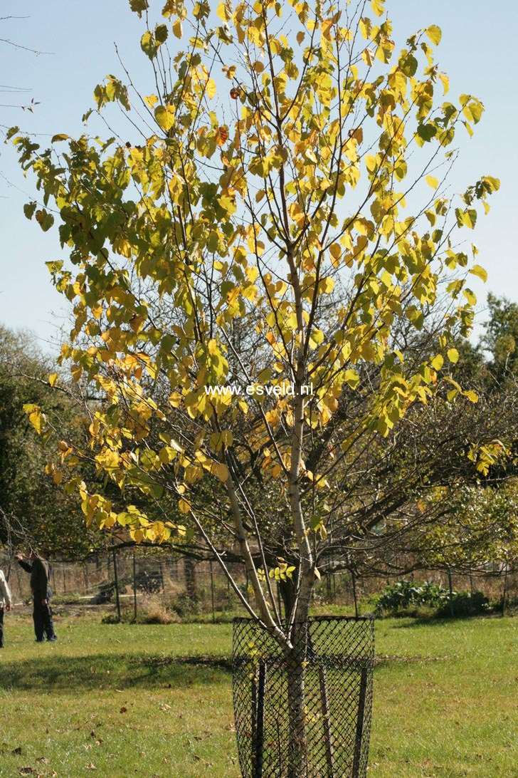 Betula maximowicziana