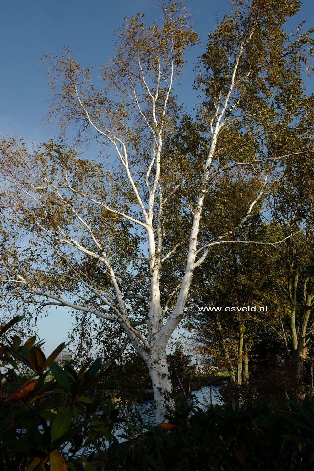 Betula utilis 'Jermyns'