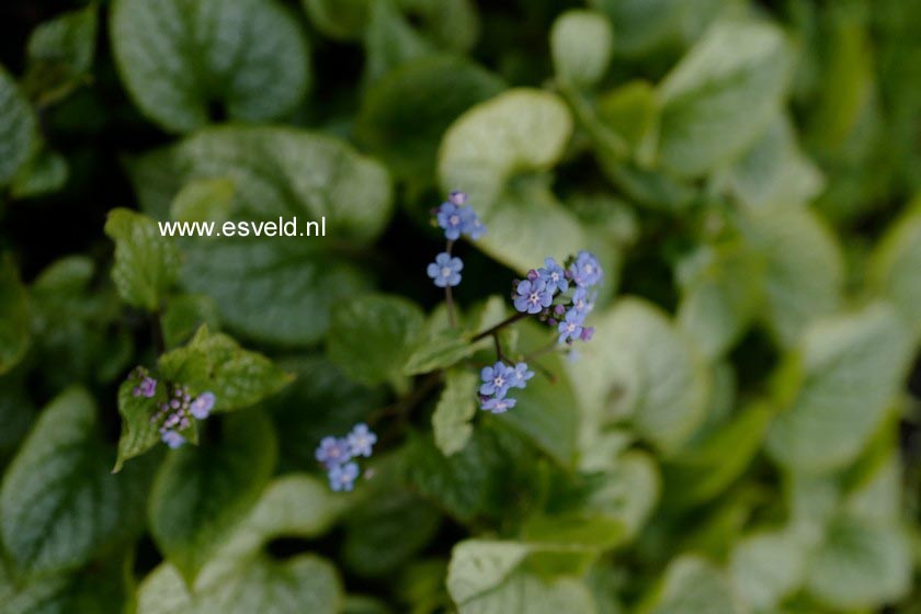 Brunnera macrophylla 'Jack Frost'