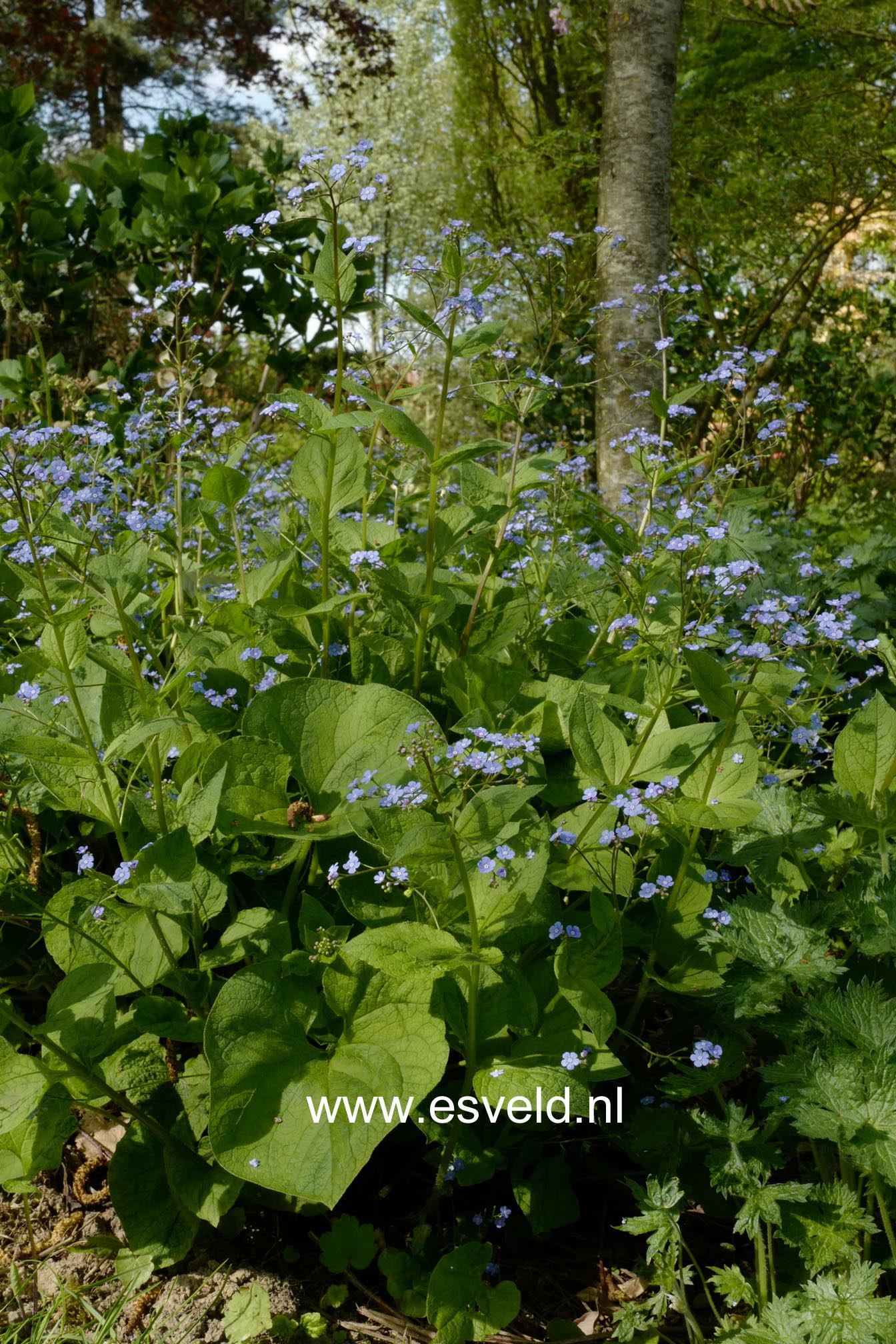 Brunnera macrophylla