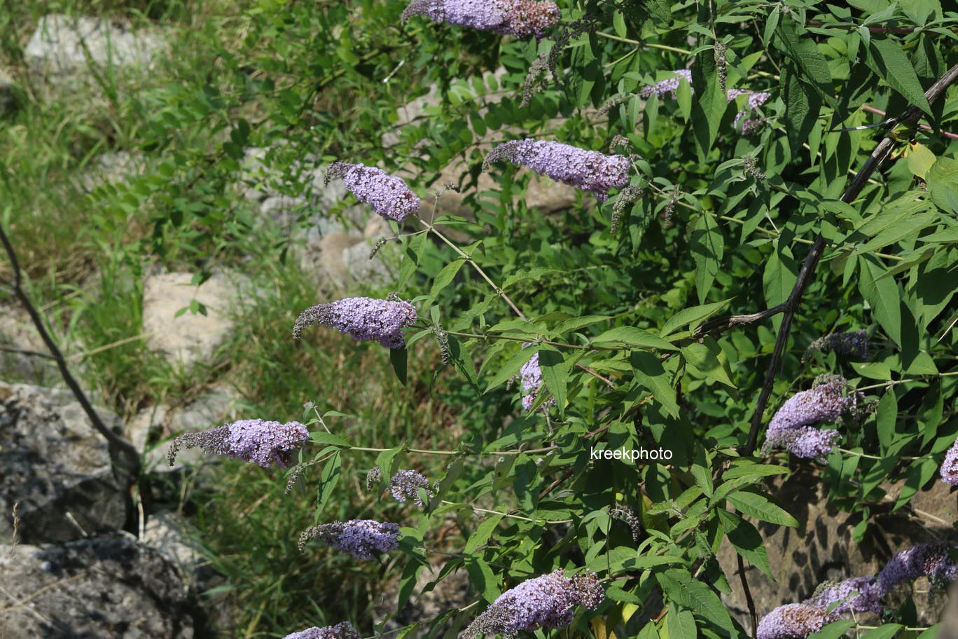 Buddleja davidii