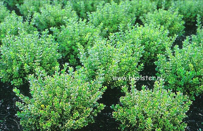 Buxus microphylla 'Golden Triumph'