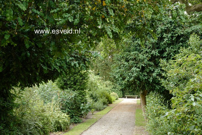 Buxus sempervirens 'Rotundifolia'