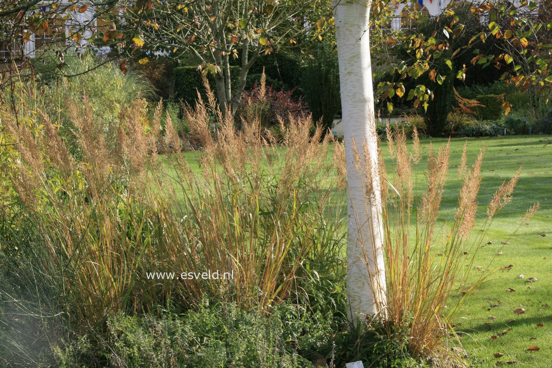 Calamagrostis brachytricha