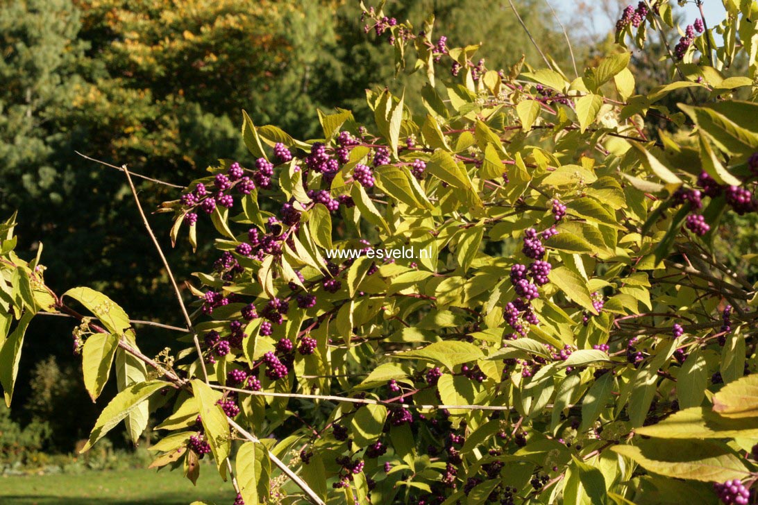 Callicarpa americana