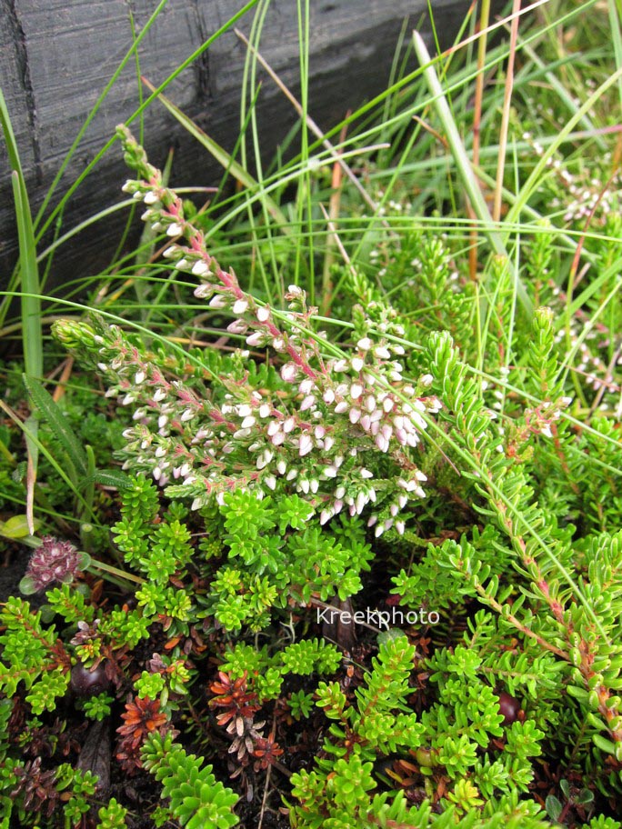 Calluna vulgaris