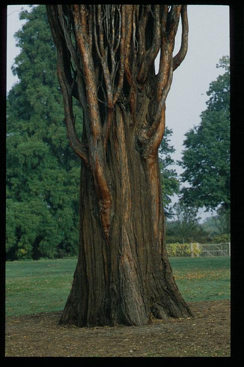 Calocedrus decurrens