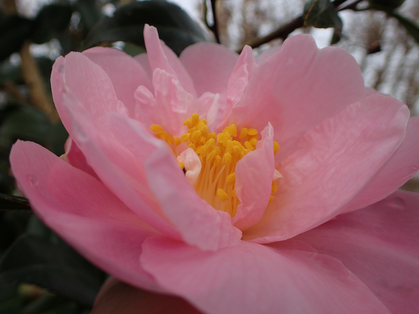 Camellia 'Arctic Dawn'