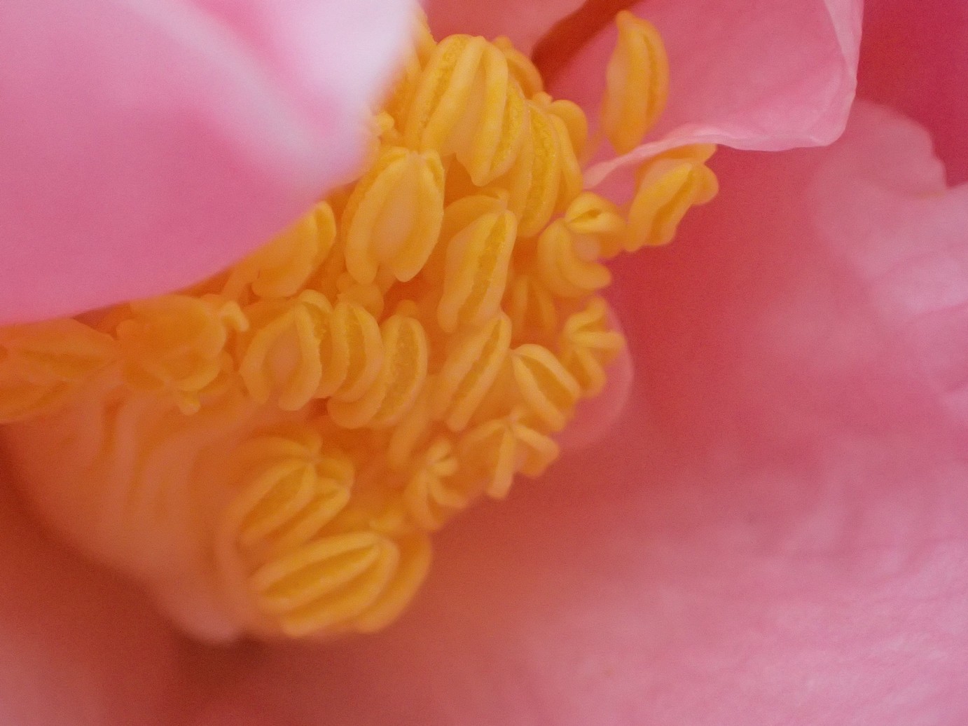 Camellia 'Pink Icicle'