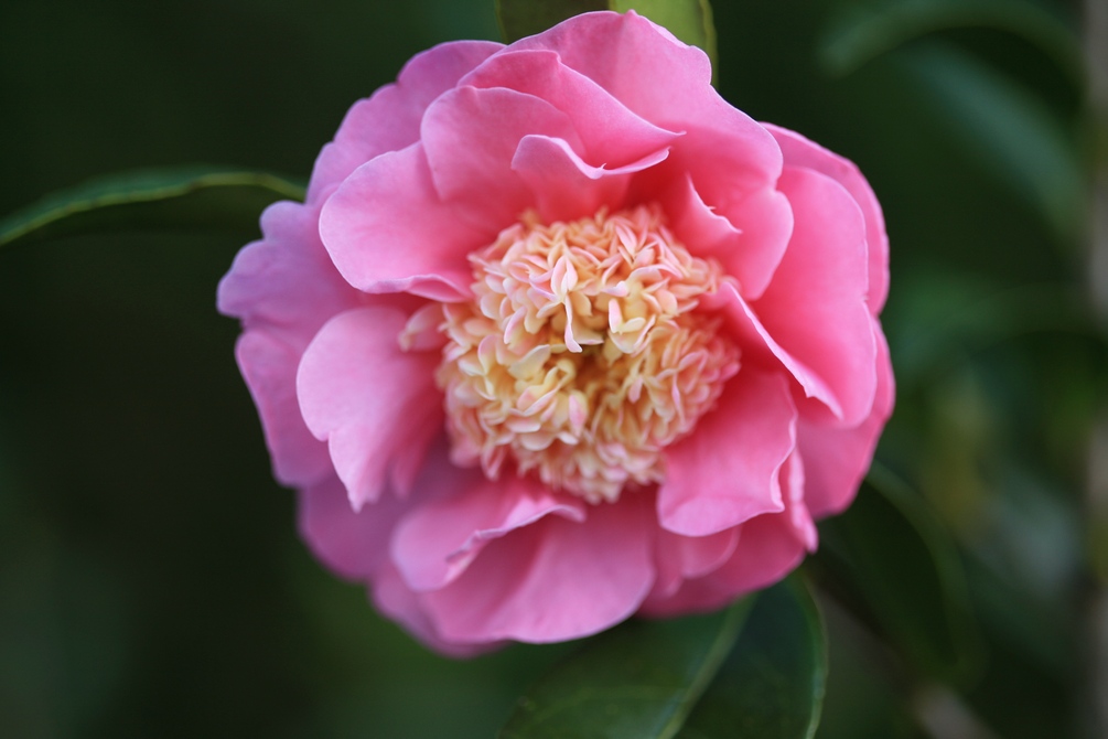 Camellia 'Sugar Dream'