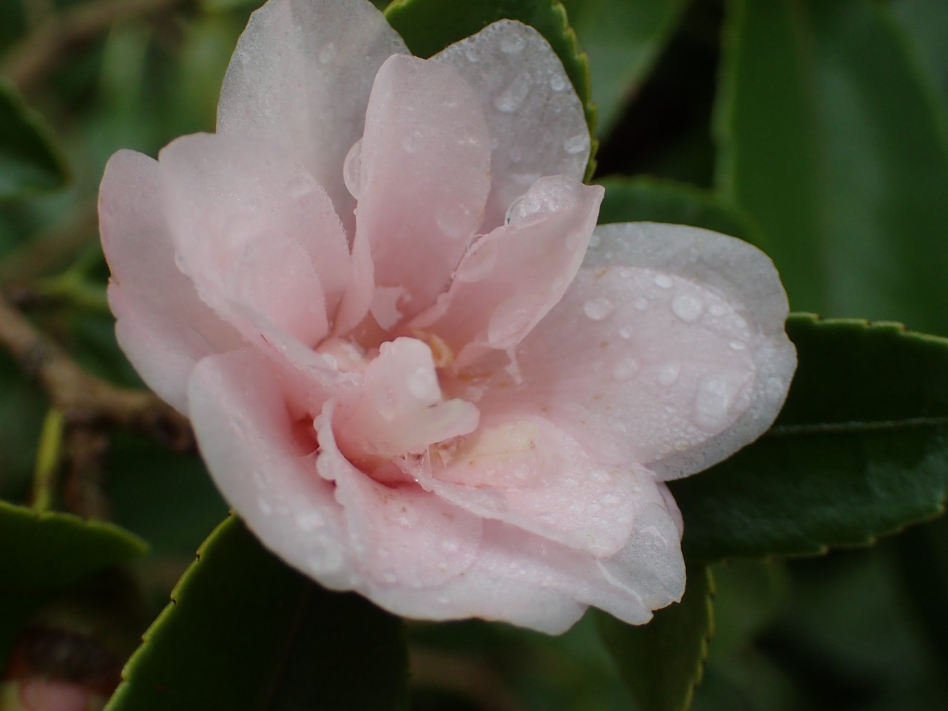 Camellia 'Winter's Rose'