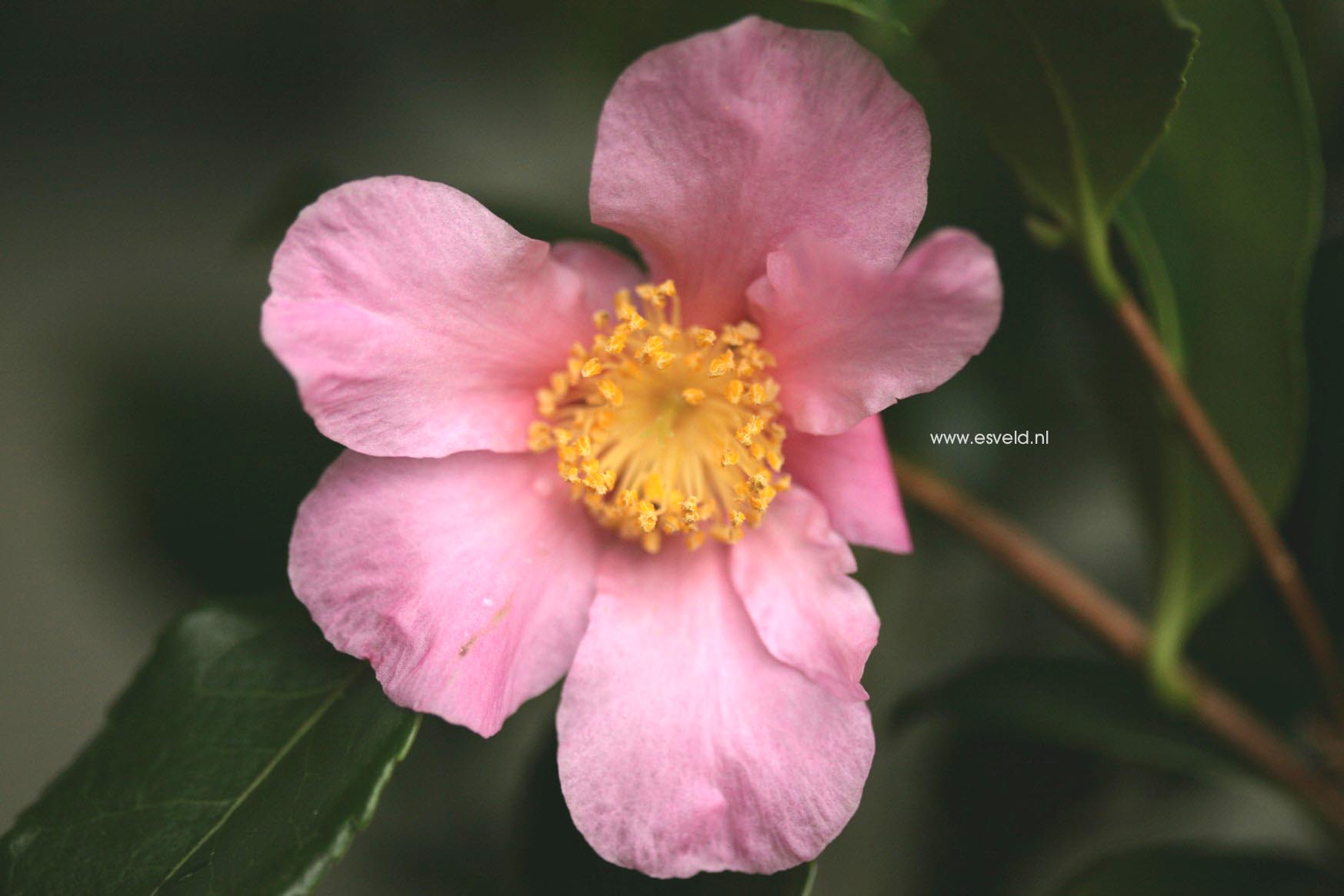 Camellia 'Winter's Star'