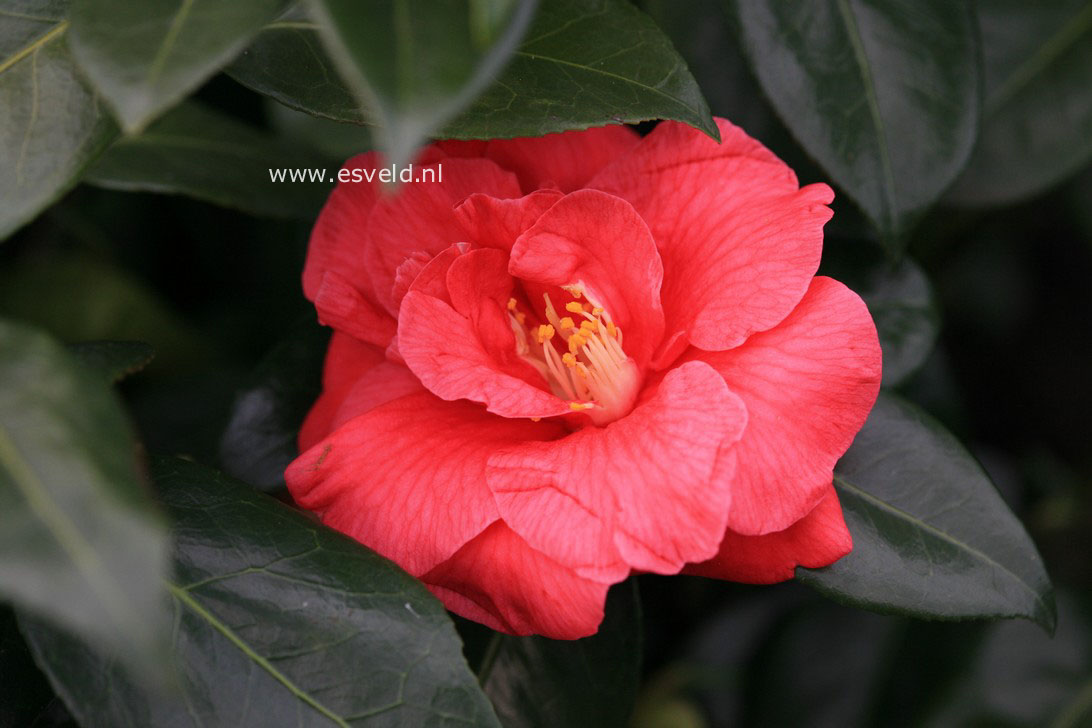 Camellia japonica 'Adolphe Audusson'