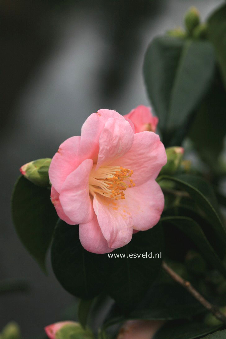 Camellia japonica 'Berenice Boddy'