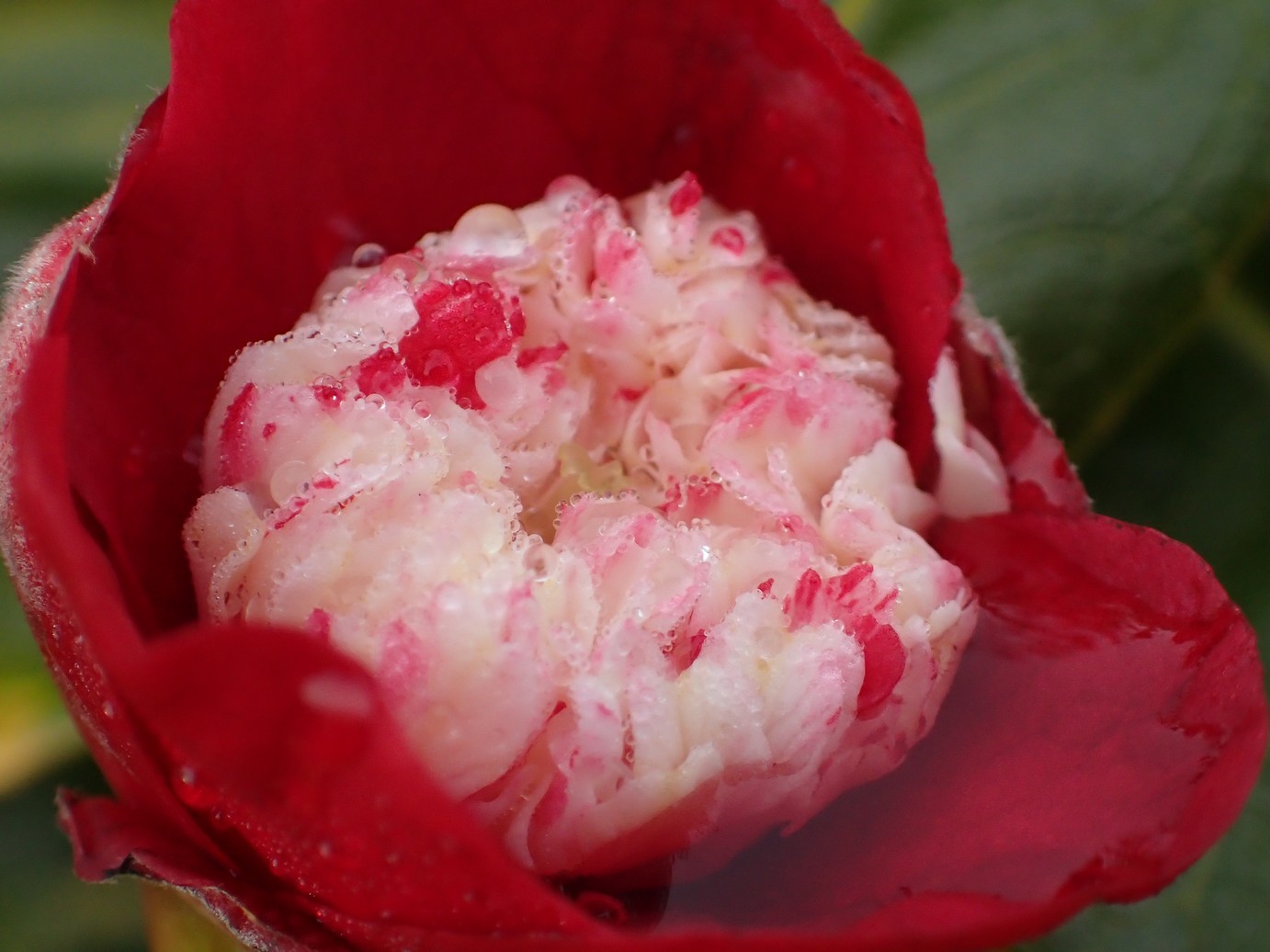 Camellia japonica 'Bokuhan'