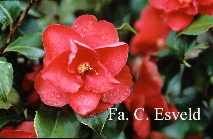 Camellia japonica 'Gloire de Nantes'