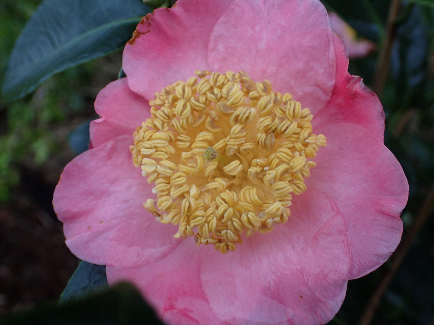 Camellia japonica 'Hi-no-tsuri'