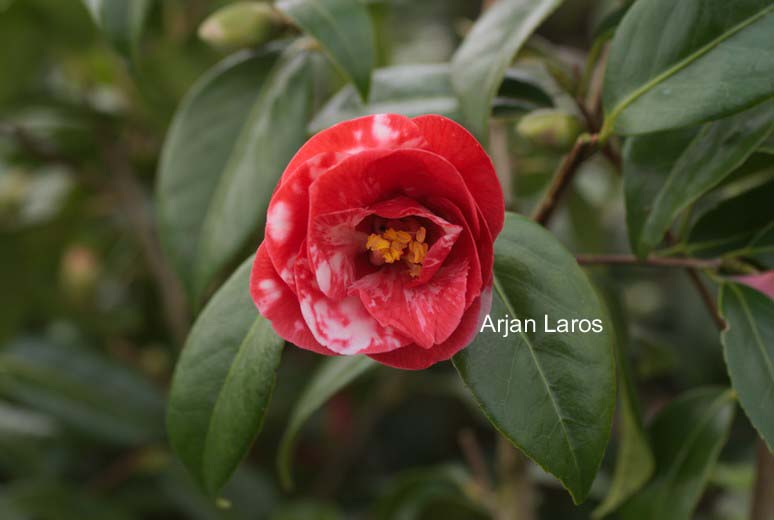 Camellia japonica 'Masayoshi'