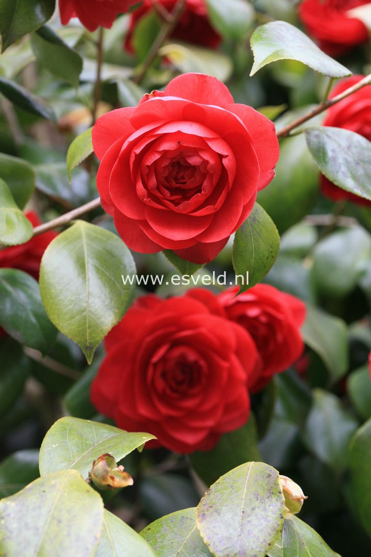 Camellia japonica 'Mathotiana'