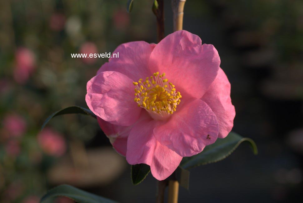 Camellia japonica 'Rosemary Williams'
