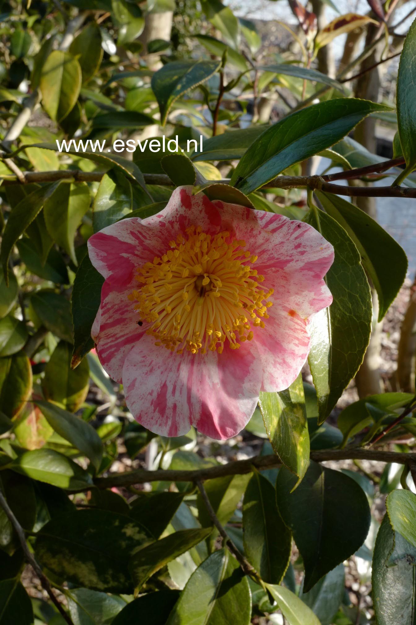 Camellia japonica 'Shin-tsukasa-nishiki'