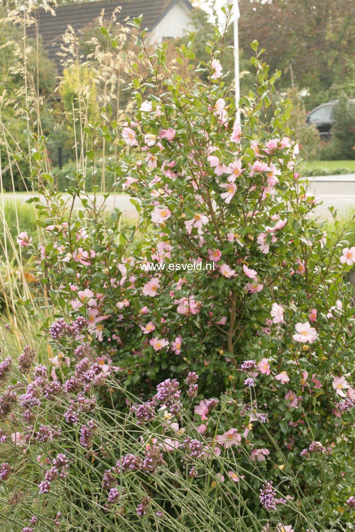 Camellia sasanqua 'New Dawn'