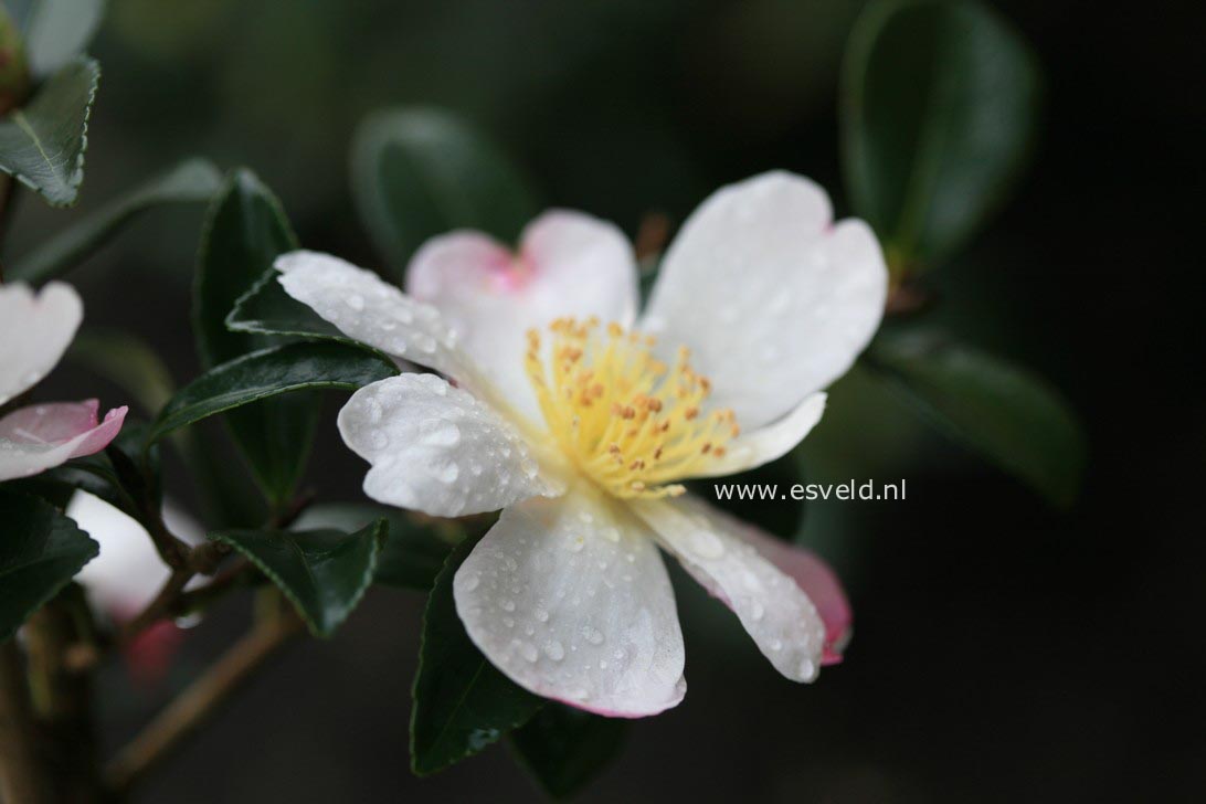 Camellia sasanqua 'Rainbow'