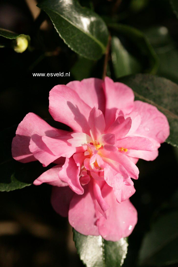 Camellia sasanqua 'Sparkling Burgundy'
