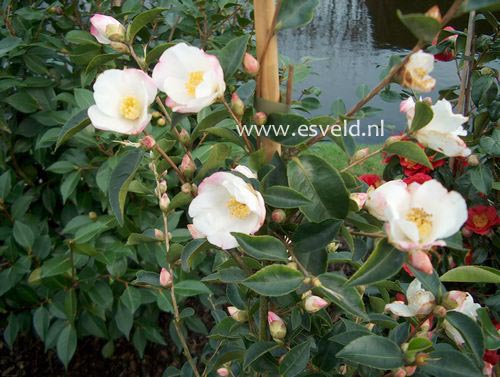 Camellia sasanqua 'Yoimachi'