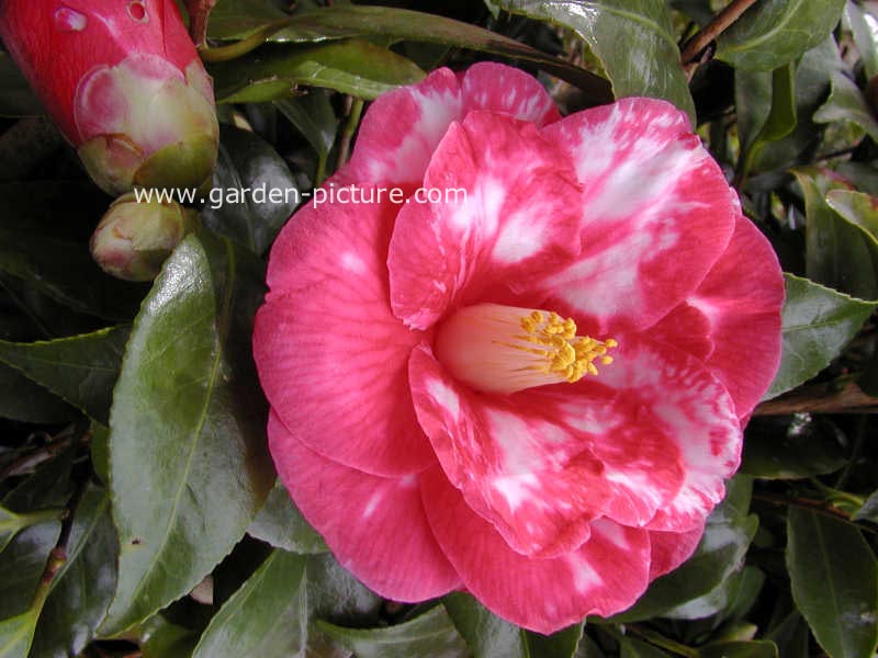 Camellia williamsii 'Donation'