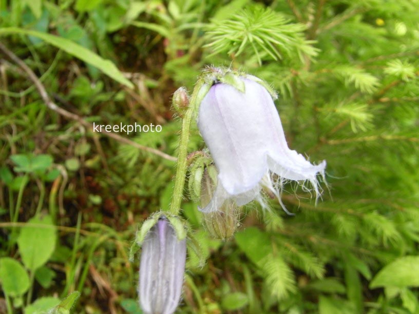 Campanula barbata