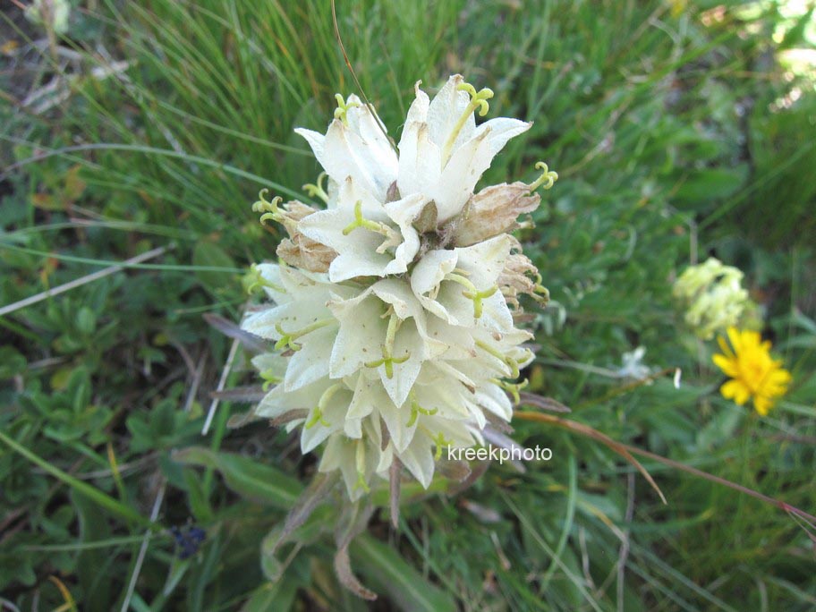 Campanula thyrsoides