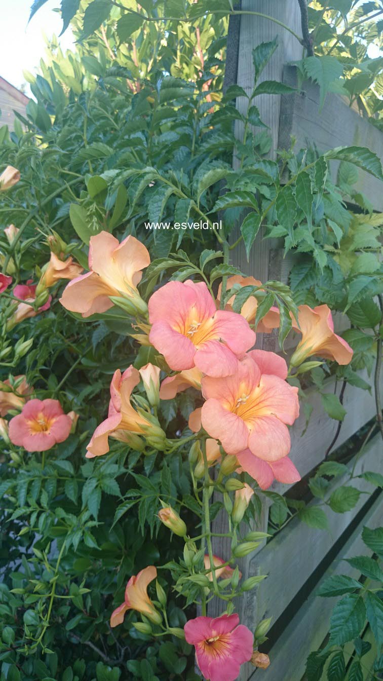 Campsis grandiflora 'Fransa'