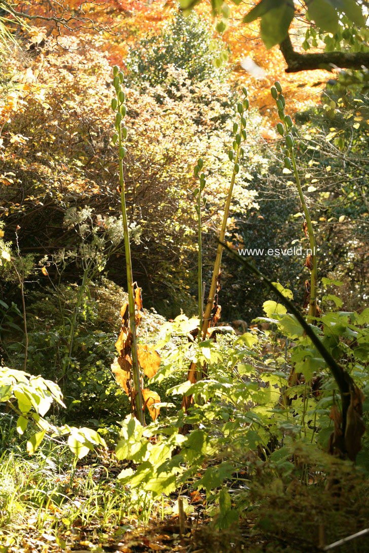 Cardiocrinum giganteum