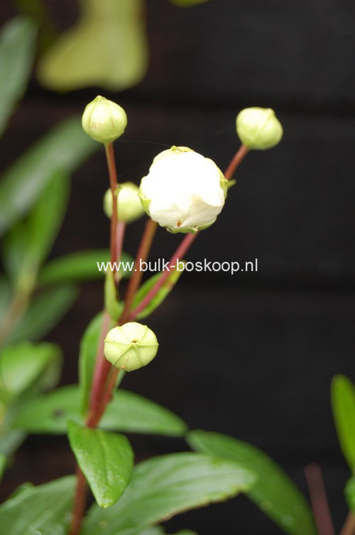 Carpenteria californica