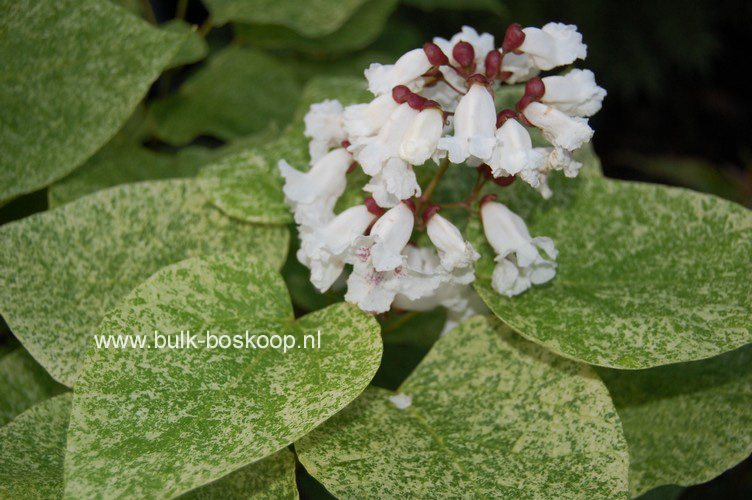 Catalpa speciosa 'Pulverulenta'