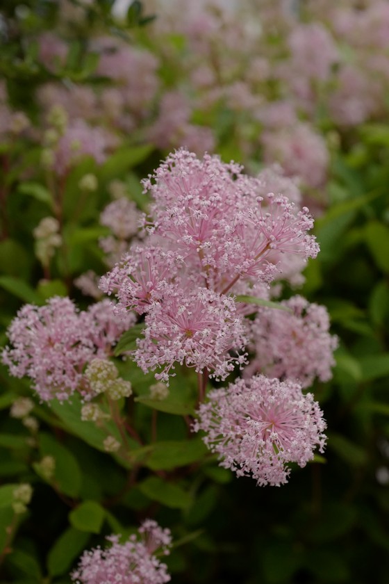 Ceanothus pallidus 'Marie Simon'